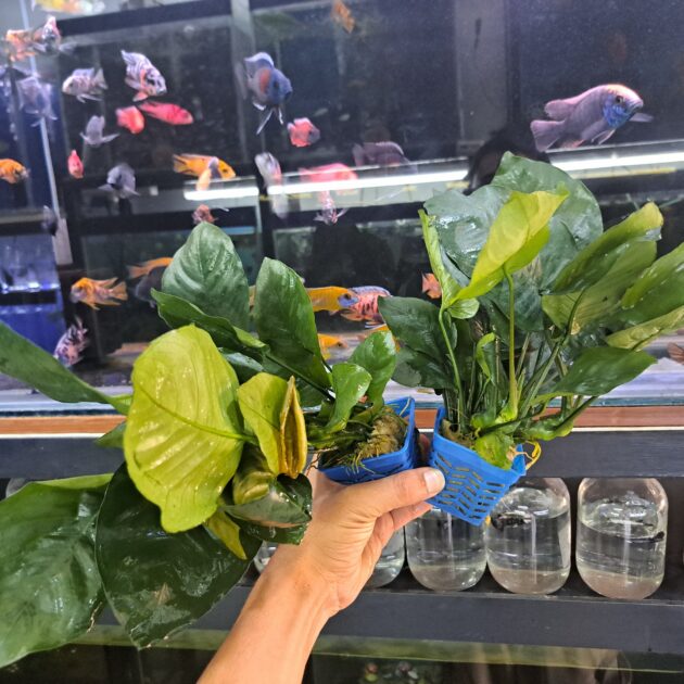 anubias round geant (3 racines)