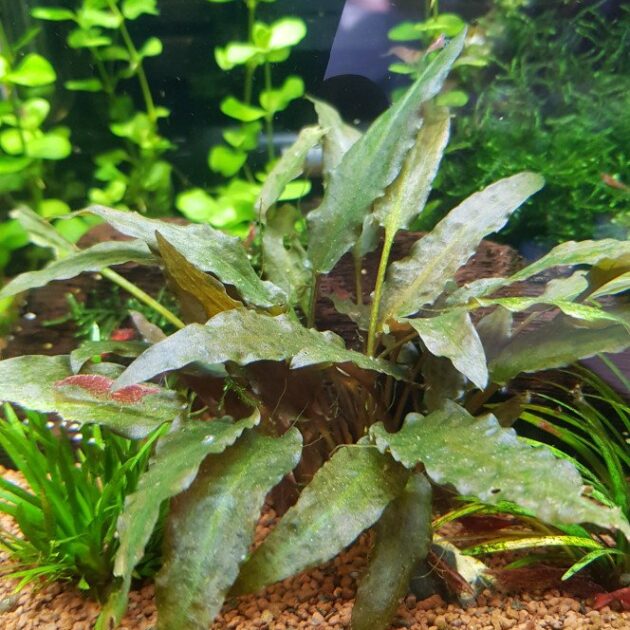cryptocoryne undulata (2 racine)