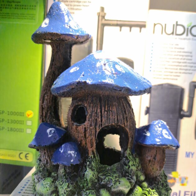 décore champégnons