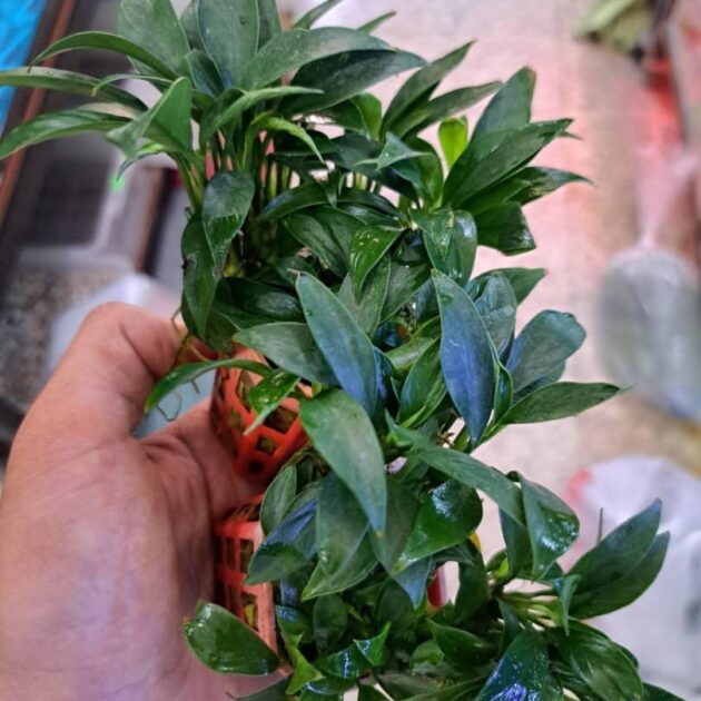 anubia nana pongolino