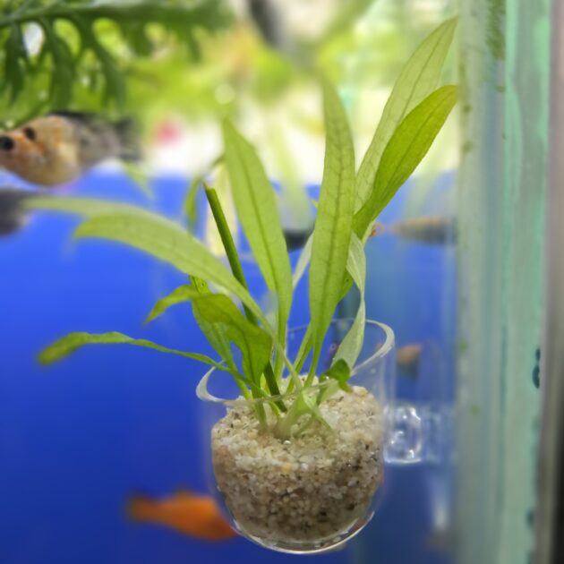 mini pôt avec venteusse pour plants