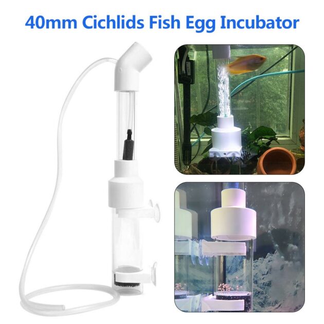 incubateur cichlids